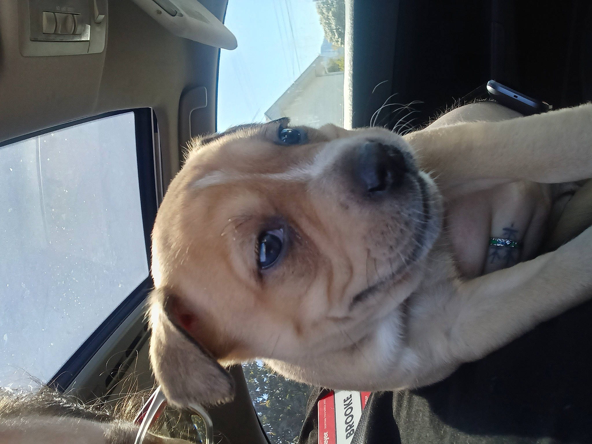 Daisy Mae is registered to the contest to win money with this photo: automotive_exterior, canidae, carnivore, collar, companion_dog, dog, dog_breed, dog_collar, fawn, jaw, liver, snout, sporting_group, vehicle, vehicle_door, whiskers, windshield, working_animal, working_dog