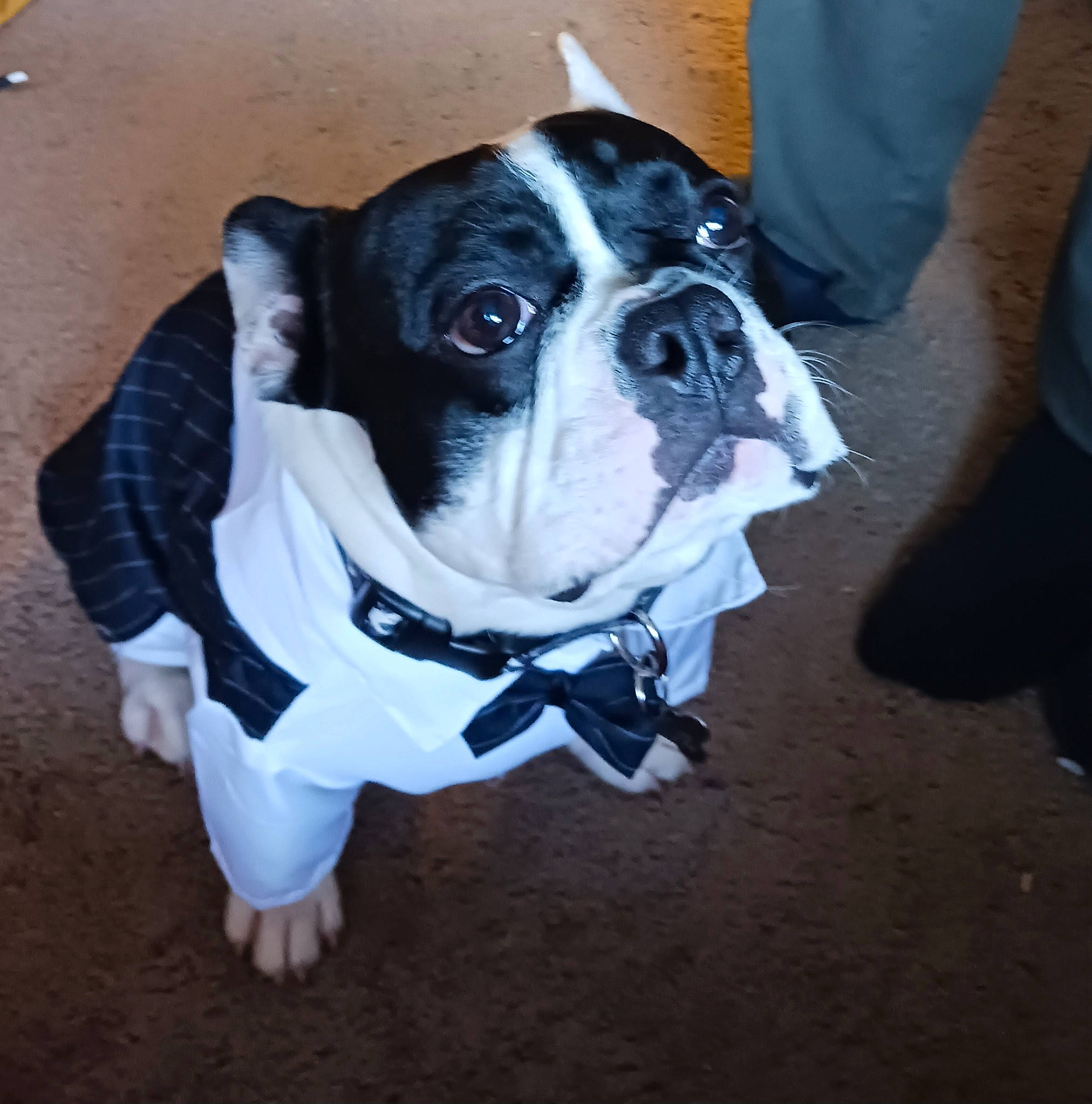 Bob is registered to the contest to win money with this photo: canidae, carmine, carnivore, collar, companion_dog, dog, dog_breed, dog_clothes, dog_collar, dog_supply, fawn, leash, molosser, personal_protective_equipment, pet_supply, snout, sporting_group, toy_dog, whiskers, working_animal