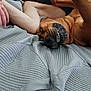 dog, bed, blanket, hand, arm, teeth, playful, pet, fur, lying_down, indoor, canine, smiling, resting, closeup, animal, domestic_animal, comfortable, texture, person