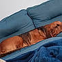 dog, sleeping, couch, blue_cushion, brown_fur, indoor, relaxation, pet, canine, comfortable, nap, furniture, blanket, resting, domestic_animal, side_view, quiet, calm, cozy, household