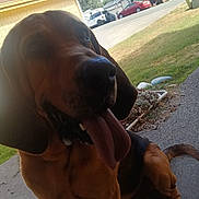 Amos joined the competition — help win amazing prizes! dog, tongue_out, outdoor, porch, concrete, house, car, grass, tree, sunny, pet, canine, happy, ears, close_up, street, suburban, daytime, animal, friendly