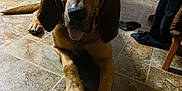 Amos joined the competition — help win amazing prizes! dog, brown_dog, indoor, floor, tile_floor, long_ears, tongue_out, looking_at_camera, wooden_furniture, chair, clothes, home, pet, animal, canine, laying_down, floor_tiles, domestic, ears, mammal