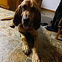 dog, brown_dog, indoor, floor, tile_floor, long_ears, tongue_out, looking_at_camera, wooden_furniture, chair, clothes, home, pet, animal, canine, laying_down, floor_tiles, domestic, ears, mammal