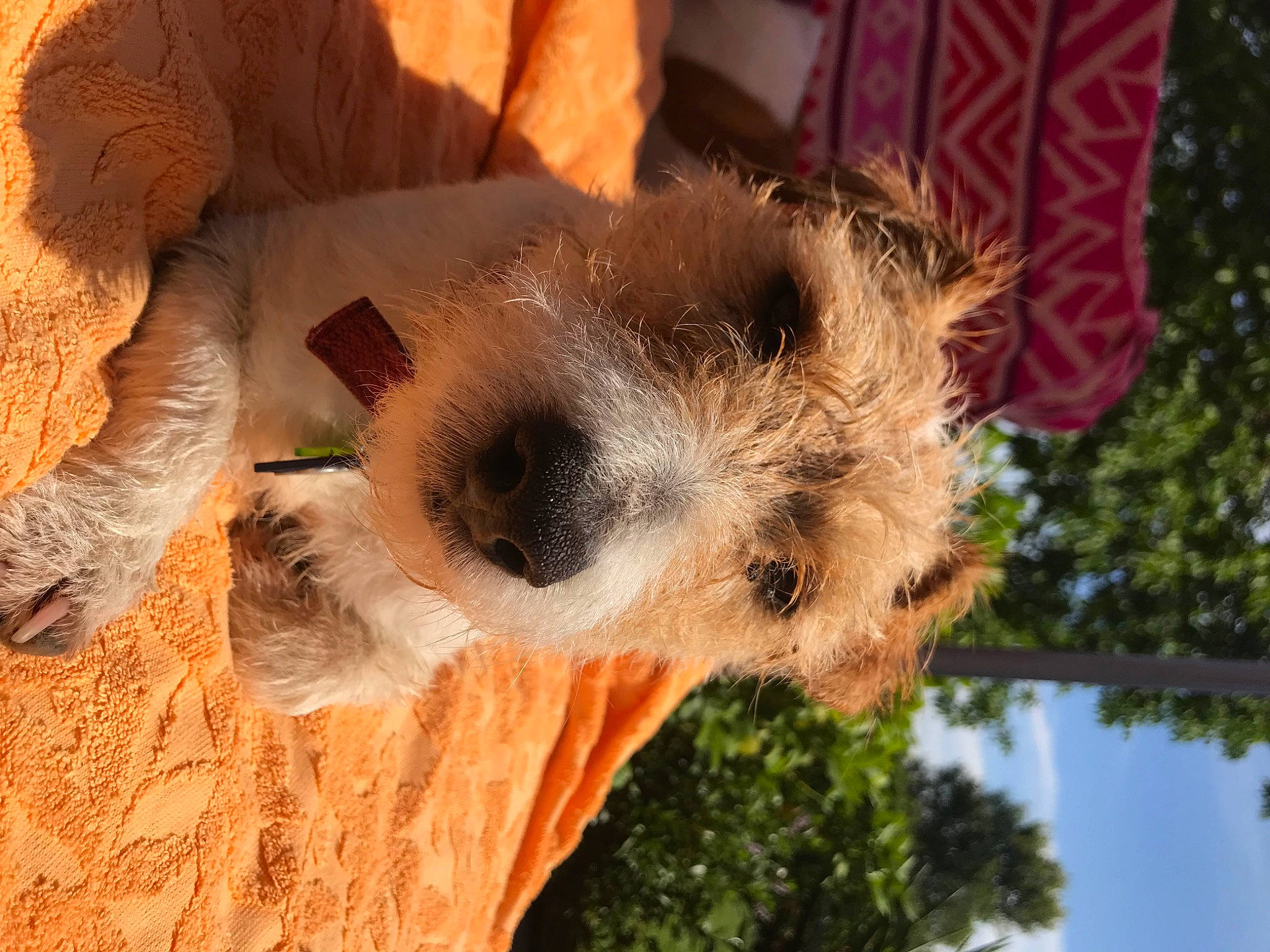 Pepper a rejoint le concours — aidez-le/la à gagner de superbes lots ! carnivore, companion_dog, dog, dog_breed, dog_supply, event, fawn, fur, landscape, palm_tree, sky, snout, sporting_group, terrier, tree, water, wildlife, wire_hair_fox_terrier, wood, working_animal