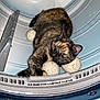 Jojo joined the competition — help win amazing prizes! cat, tortoiseshell_cat, laundry_ball, washing_machine, indoor, pet, animal, curious, relaxed, cozy, feline, domestic_cat, household, closeup, fur, whiskers, ears, paw, resting, container