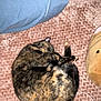 Jojo joined the competition — help win amazing prizes! cat, tortoiseshell, sleeping, curled_up, pet, indoor, blanket, pillow, cozy, fur, animal, whiskers, claws, relaxing, domestic, cute, resting, cushion, bedroom, soft