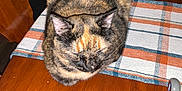 Jojo joined the competition — help win amazing prizes! cat, tortoiseshell, table, plaid, table_runner, wooden_table, furniture, indoor, pet, animal, sleeping, cozy, ears, whiskers, fur, domestic_cat, resting, home, chair, office