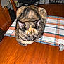 cat, tortoiseshell, table, plaid, table_runner, wooden_table, furniture, indoor, pet, animal, sleeping, cozy, ears, whiskers, fur, domestic_cat, resting, home, chair, office