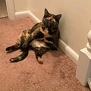 Jojo is registered to the contest to win money with this photo: cat, tortoiseshell_cat, carpet, indoor, wall, sitting, pet, animal, feline, curious, fur, whiskers, ears, tail, floor, corner, relaxed, house, domestic, cute
