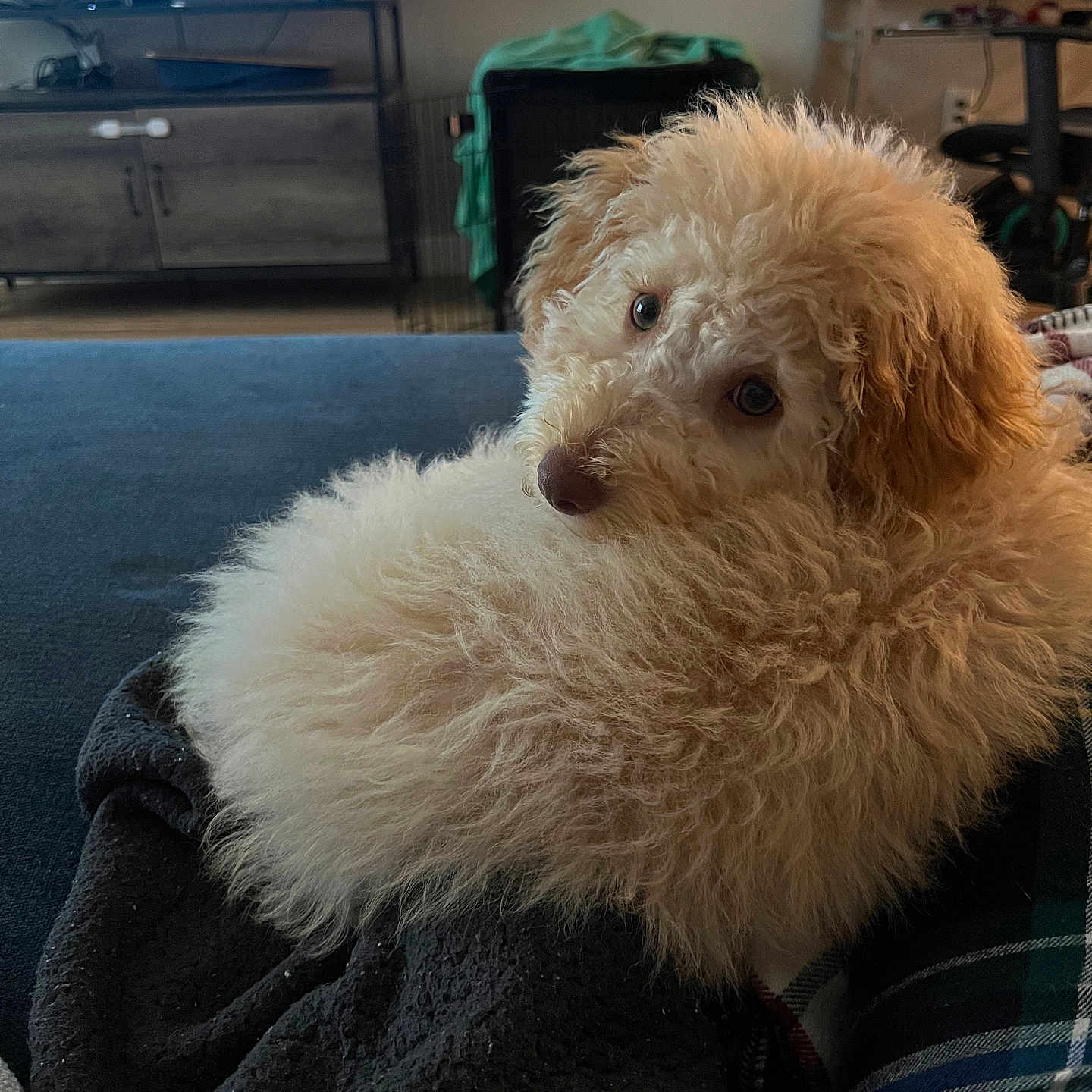 Evie joined the competition — help win amazing prizes! animal, architecture, building, canine, computerhardware, couch, dog, electronics, furniture, hardware, indoors, livingroom, monitor, pet, poodle, puppy, room, screen, terrier, tv