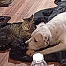 Chicco is registered to the contest to win money with this photo: bed, blanket, cat, close_up, companionship, cozy, dog, fur, indoor, living_room, muzzle, paw, pet, resting, sleepy, tabby_cat, water_bottle, whiskers, white_dog, wooden_floor