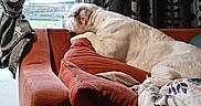 Chicco joined the competition — help win amazing prizes! blanket, cozy, curtain, cushion, dog, domestic_animal, home_interior, household, indoor, living_room, looking_out, lounging, pet, pillow, relaxed, side_view, sofa, upholstery, white_fur, window