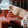 blanket, cozy, curtain, cushion, dog, domestic_animal, home_interior, household, indoor, living_room, looking_out, lounging, pet, pillow, relaxed, side_view, sofa, upholstery, white_fur, window
