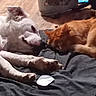 Chicco joined the competition — help win amazing prizes! animal, blanket, cat, companion, cozy, cuddling, dog, friendship, indoor, muzzle, nap, orange_cat, paws, pet, pet_bed, resting, sleeping, whiskers, white_dog, wood_floor