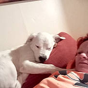 Chicco joined the competition — help win amazing prizes! animal_face, closeup, couch, dog, ear, human_face, indoor, lying_down, nose, orange_shirt, person, pet, pillow, red_hair, relaxed, resting, selfie, short_hair, wall, white_dog