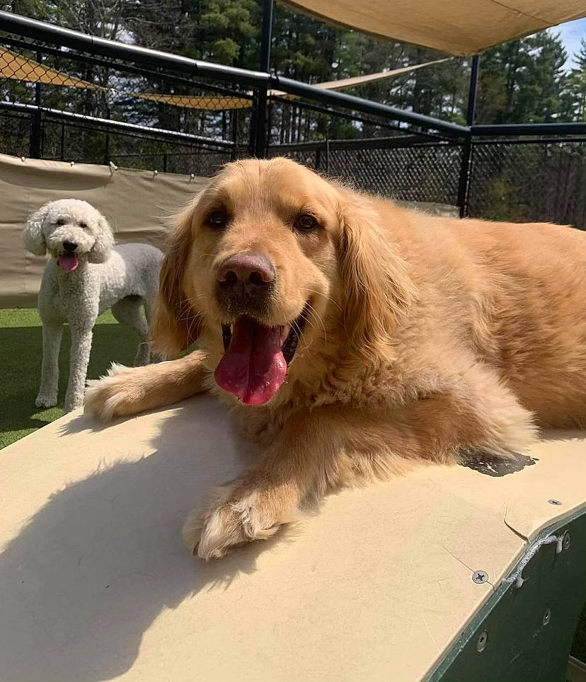 Max joined the competition — help win amazing prizes! canidae, carnivore, companion_dog, dog, dog_breed, fang, fawn, fence, fur, paw, pet_supply, recreation, shout, smile, snout, sporting_group, terrestrial_animal, tree, working_animal, yawn