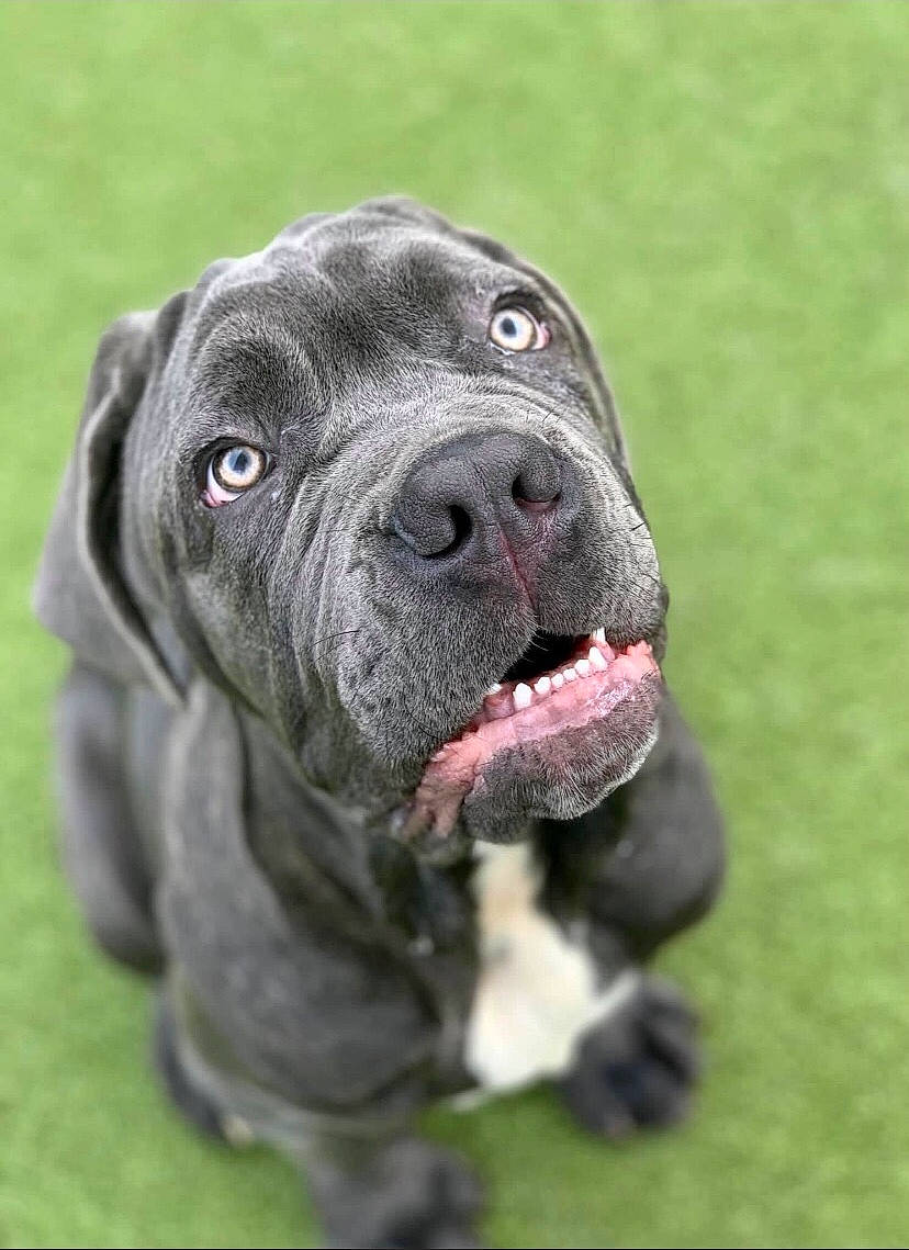 Boss joined the competition — help win amazing prizes! canidae, carnivore, collar, companion_dog, dog, dog_breed, fawn, grass, non_sporting_group, snout, sporting_group, terrestrial_animal, whiskers, working_animal, working_dog