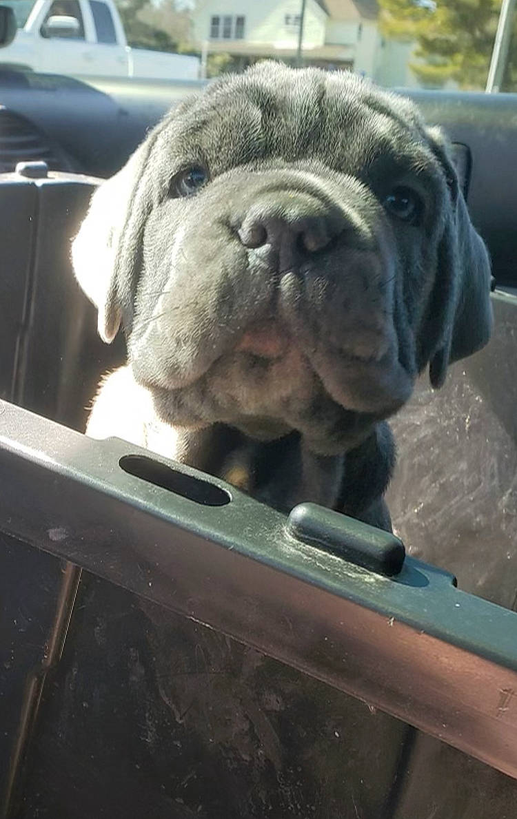 Boss is registered to the contest to win money with this photo: automotive_exterior, automotive_mirror, automotive_tire, automotive_window_part, bulldog, bumper, canidae, carnivore, companion_dog, dog, dog_breed, fawn, hood, motor_vehicle, snout, terrestrial_animal, vehicle_door, windshield, working_animal, wrinkle