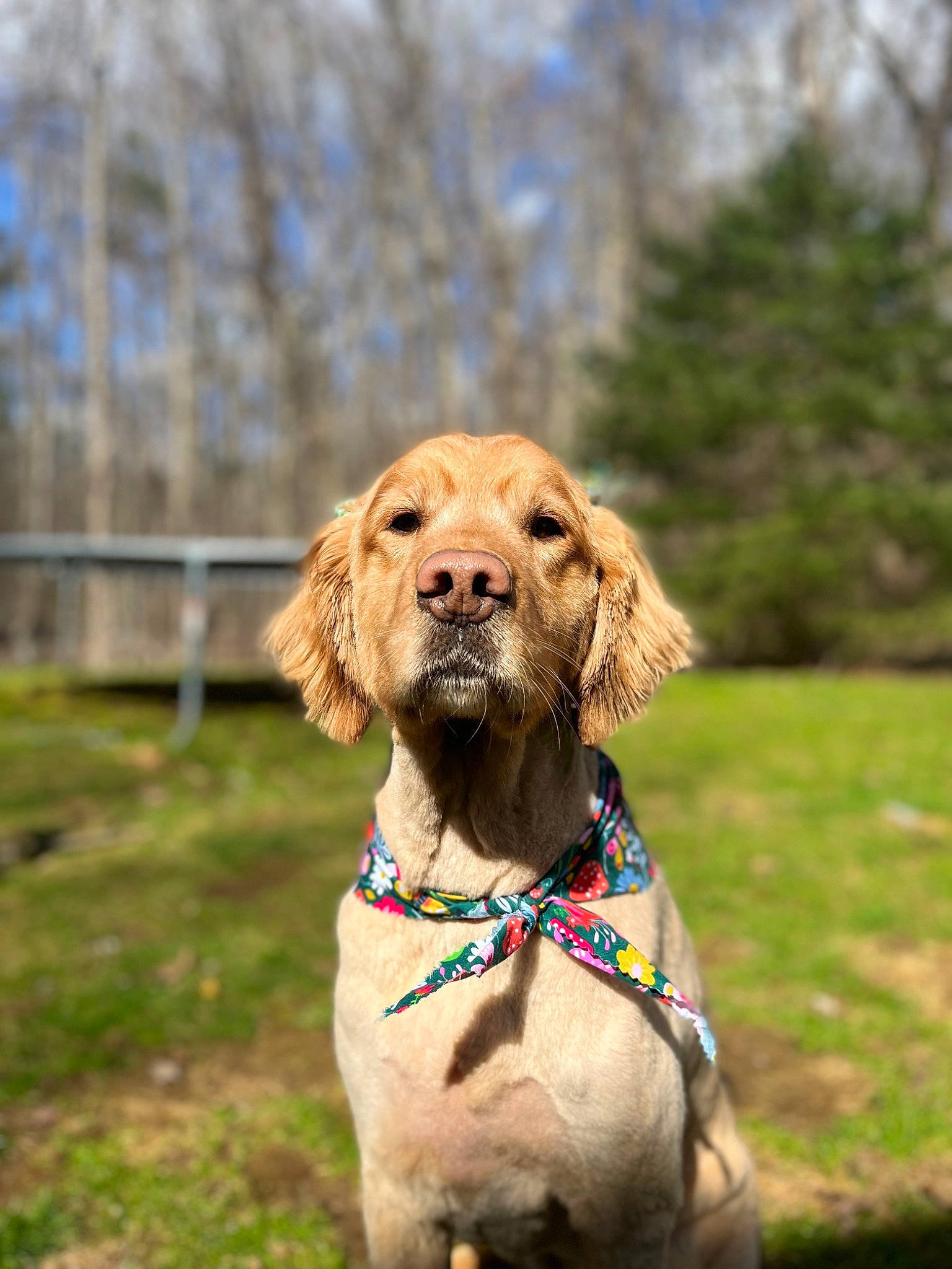Gracie joined the competition — help win amazing prizes! canidae, carnivore, collar, companion_dog, dog, dog_breed, dog_collar, fawn, grass, gun_dog, liver, pet_supply, plant, recreation, sky, snout, sporting_group, tree, wood, working_animal