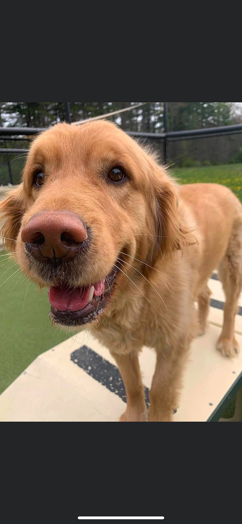 Gracie joined the competition — help win amazing prizes! canidae, carnivore, collar, companion_dog, dog, dog_breed, dog_collar, fawn, fur, gun_dog, liver, pet_supply, plant, recreation, retriever, snout, sporting_group, whiskers, wood, working_animal