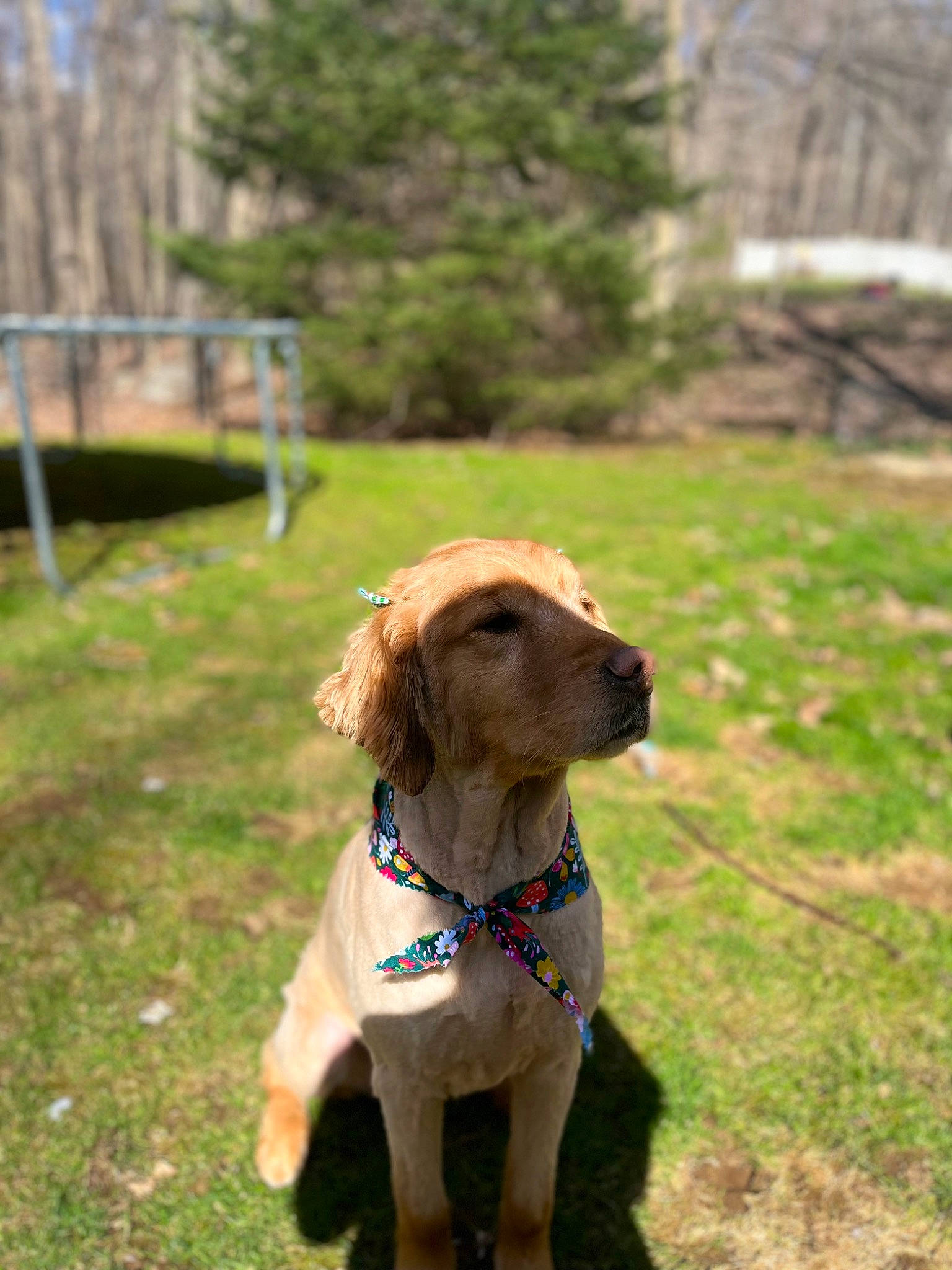 Gracie joined the competition — help win amazing prizes! canidae, carnivore, collar, companion_dog, dog, dog_breed, dog_collar, fashion_accessory, fawn, grass, gun_dog, leash, liver, mammal, pet_supply, plant, snout, tree, wood, working_animal