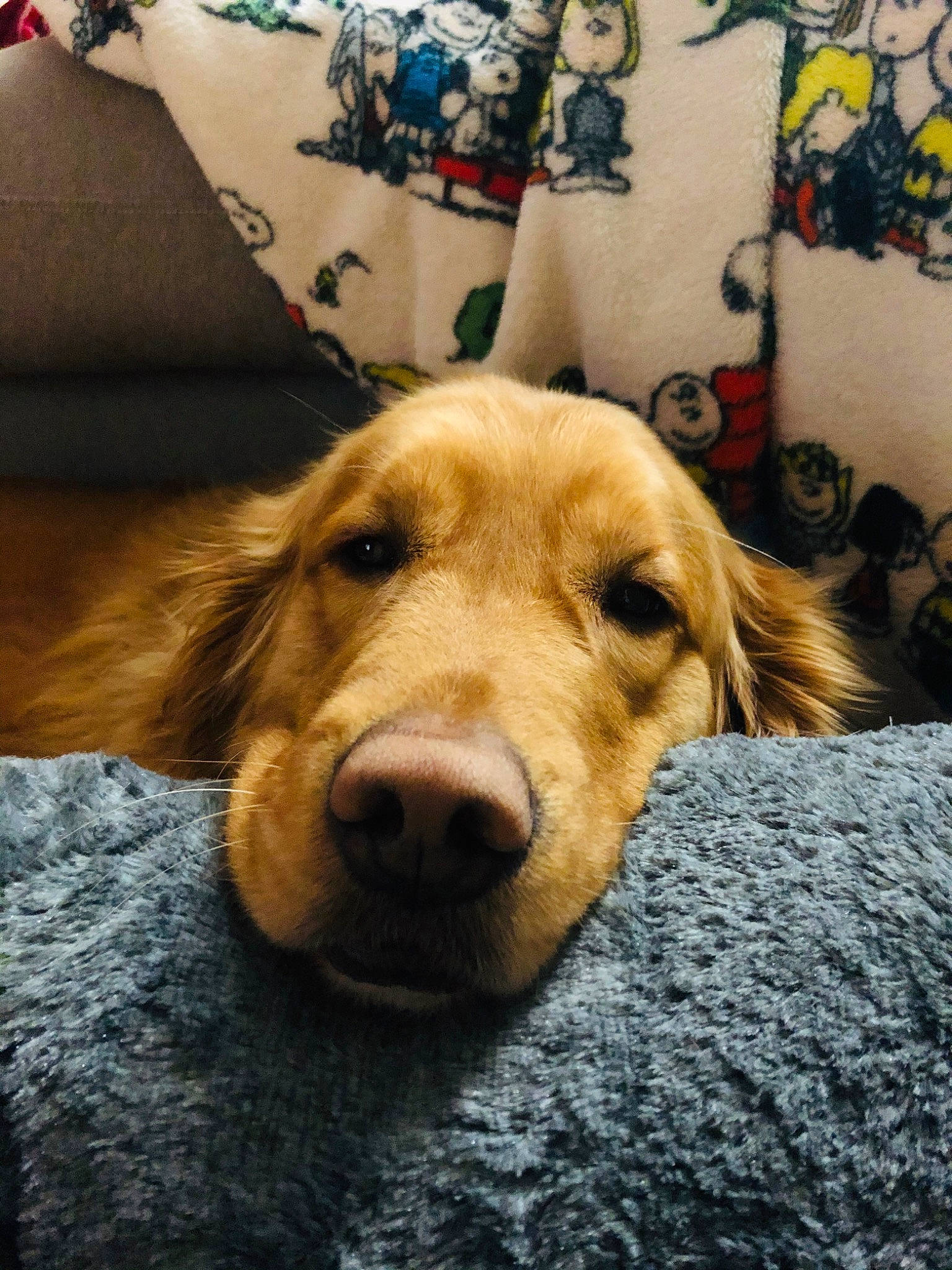 Gracie is registered to the contest to win money with this photo: carnivore, comfort, companion_dog, couch, dog, dog_breed, flooring, fur, golden_retriever, happy, retriever, sporting_group, whiskers, wood, working_animal