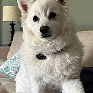 Jasper is registered to the contest to win money with this photo: dog, white_dog, fluffy, pet, indoor, couch, lamp, pillow, fur, collar, curious, animal, companion, home, furniture, portrait, sitting, cute, domestic, relaxed