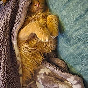 Shredder. joined the competition — help win amazing prizes! blanket, cat, comfort, couch, cozy, cute, feline, fluffy, fur, home, indoor, nap, orange_cat, paws, pet, relaxed, resting, snuggled, soft, warm