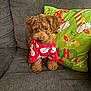 Bruno joined the competition — help win amazing prizes! dog, puppy, poodle, brown_fur, curly_fur, holiday_sweater, christmas_pillow, couch, sofa, pet, sitting, portrait, cute, nose, eyes, paws, fabric, living_room, festive, red_clothing