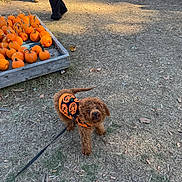 Bruno joined the competition — help win amazing prizes! dog, poodle, small_dog, brown_fur, leash, sweater, pumpkin_sweater, pumpkins, pumpkin_patch, autumn, fall, outdoor, grass, dirt, costume, looking_up, playful, pet_owner, crate, people_legs