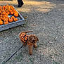 dog, poodle, small_dog, brown_fur, leash, sweater, pumpkin_sweater, pumpkins, pumpkin_patch, autumn, fall, outdoor, grass, dirt, costume, looking_up, playful, pet_owner, crate, people_legs