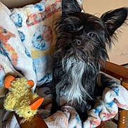 Willie Nelson joined the competition — help win amazing prizes! animal, black_and_white, blanket, comfort, cozy, cute, dog, duck, ears, fur, furniture, household, indoor, pet, playful, relaxing, rocking_chair, small_dog, toy, wooden_chair