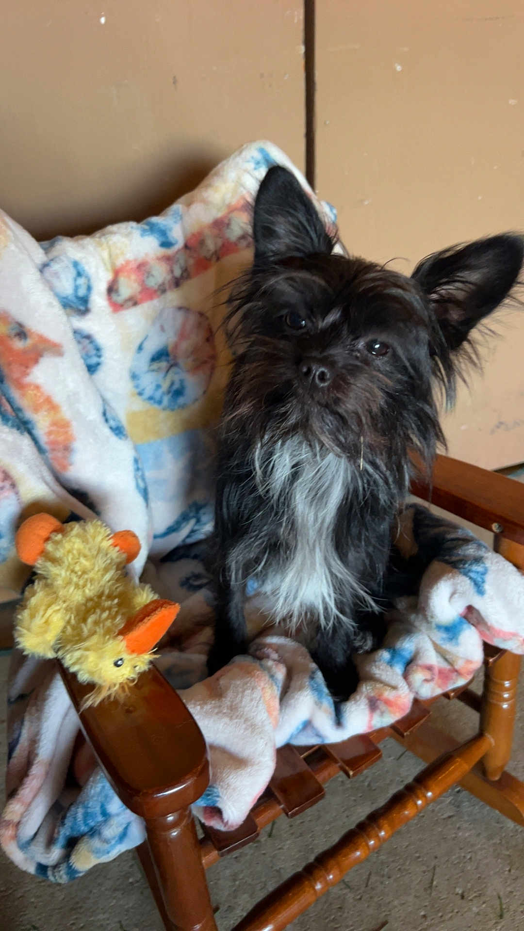 Willie Nelson joined the competition — help win amazing prizes! animal, black_and_white, blanket, comfort, cozy, cute, dog, duck, ears, fur, furniture, household, indoor, pet, playful, relaxing, rocking_chair, small_dog, toy, wooden_chair