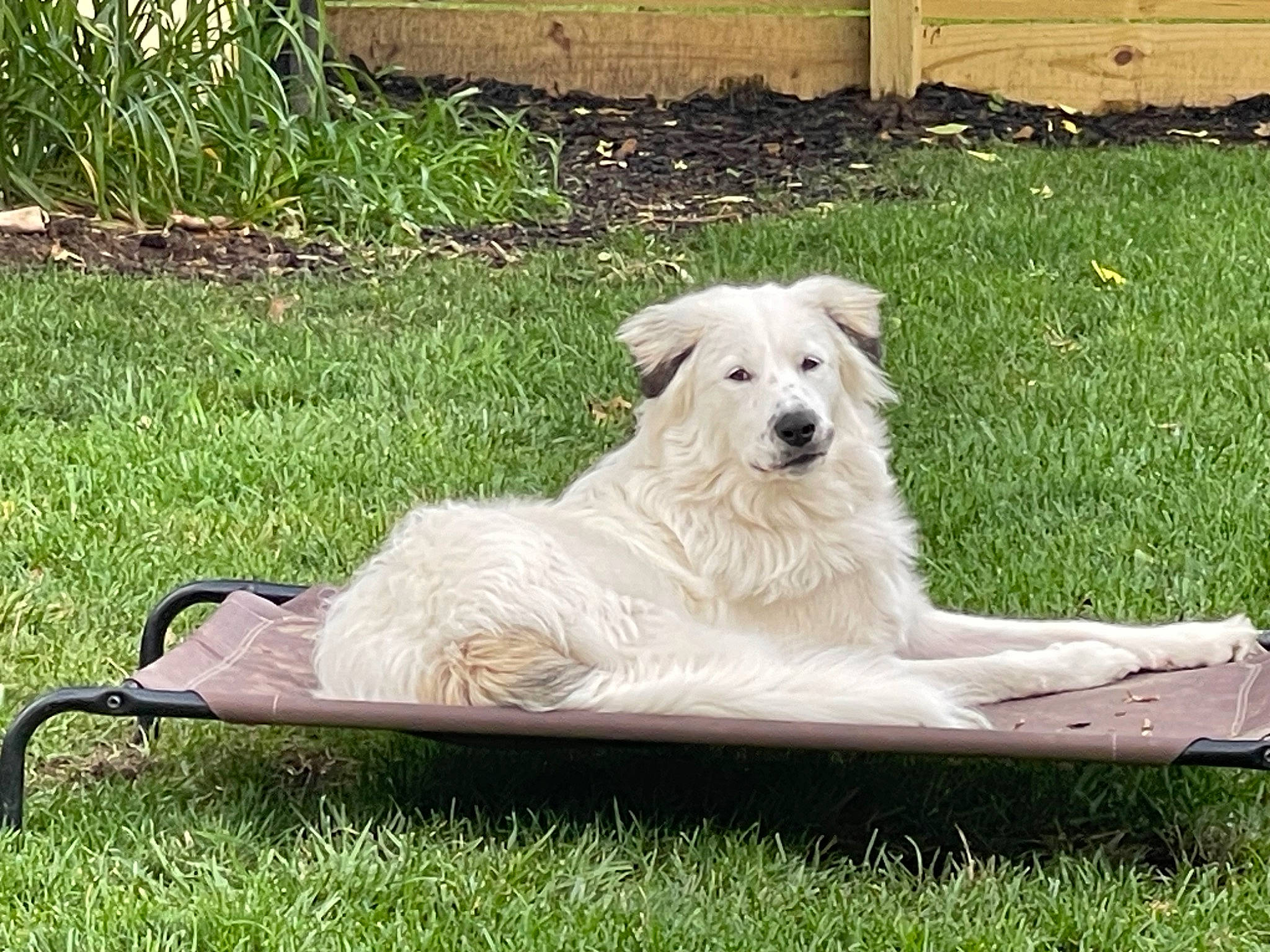 Calli is registered to the contest to win money with this photo: ancient_dog_breeds, canidae, carnivore, chair, companion_dog, dog, dog_breed, dog_supply, grass, grassland, kuvasz, lawn, outdoor_sofa, pet_supply, plant, sporting_group, tail, working_animal, working_dog, yard