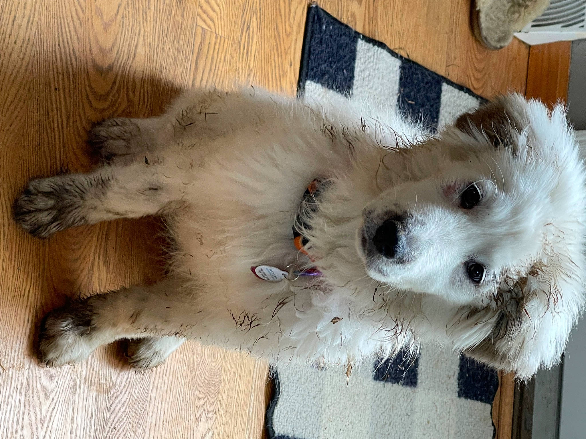 Calli joined the competition — help win amazing prizes! ball, carnivore, clock, companion_dog, dog, dog_breed, dog_supply, fawn, felidae, fur, paw, small_terrier, snout, sporting_group, sunglasses, terrier, toy, toy_dog, whiskers, working_animal