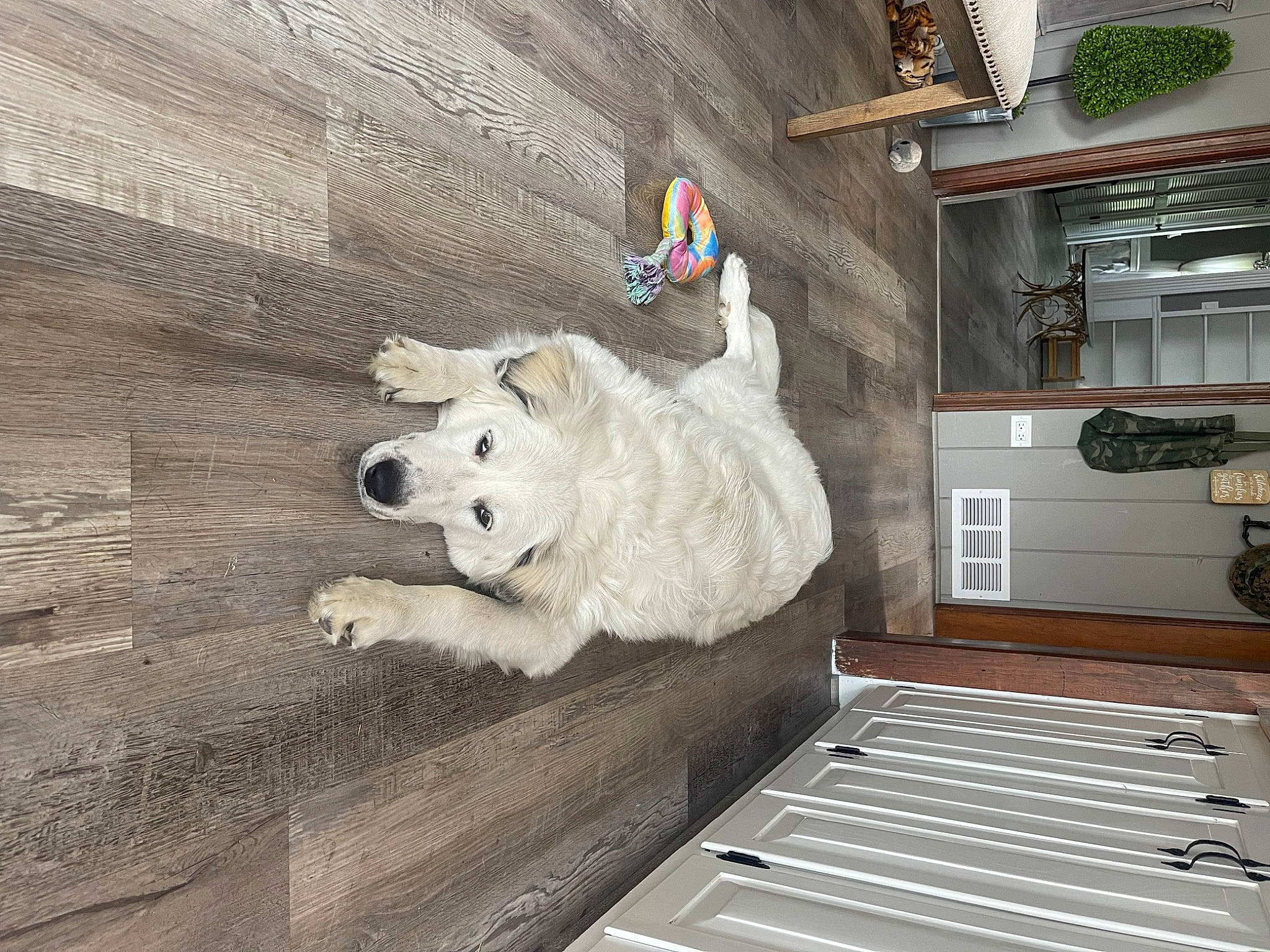 Calli joined the competition — help win amazing prizes! art, cabinetry, ceiling, drawer, floor, flooring, fur, hardwood, home_appliance, house, kitchen, kitchen_appliance, kitchen_stove, room, shelf, shelving, tire, wheel, wood, wood_flooring