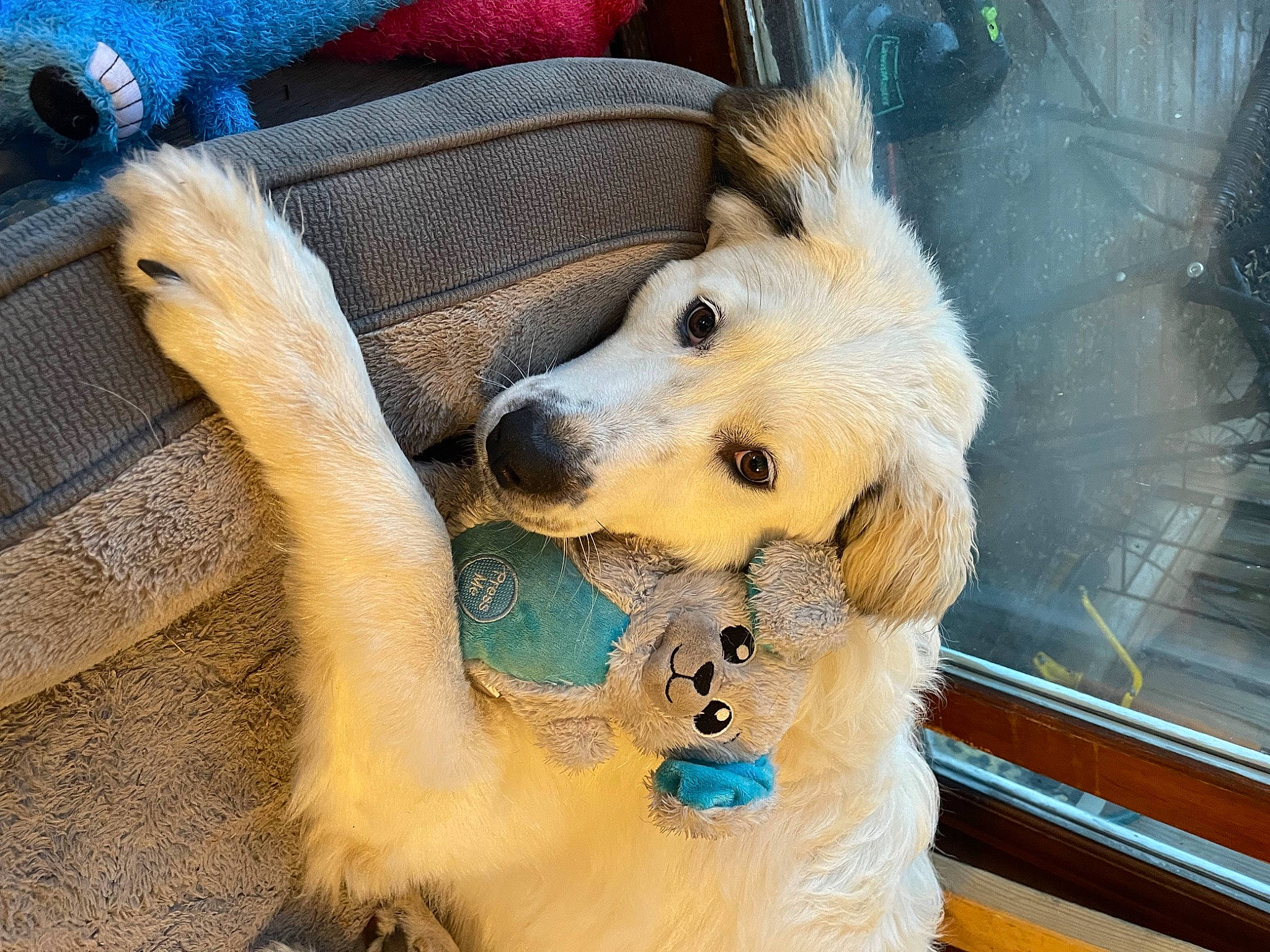 Calli joined the competition — help win amazing prizes! bag, blue, canidae, carnivore, comfort, companion_dog, couch, dog, dog_breed, dog_supply, fawn, fur, luggage_and_bags, paw, pomeranian, snout, spitz, sporting_group, toy_dog, whiskers