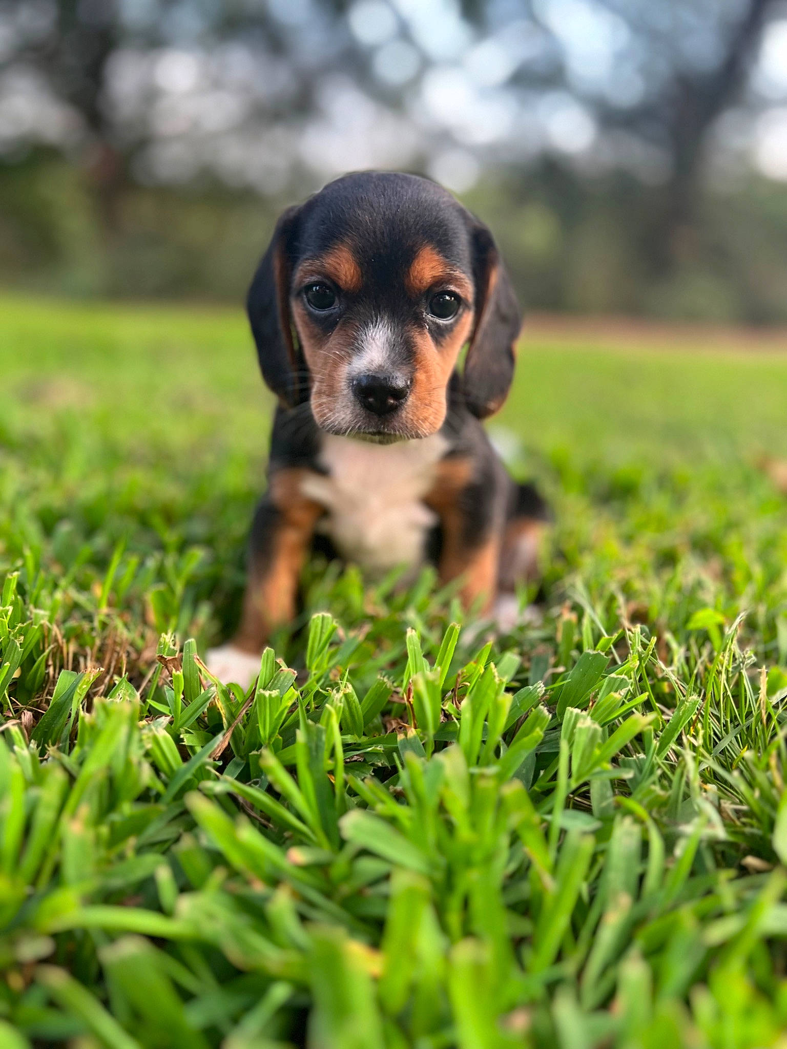 Crimson is registered to the contest to win money with this photo: canidae, carnivore, companion_dog, dog, dog_breed, fawn, grass, hunting_dog, people_in_nature, plant, puppy, snout, sporting_group, terrestrial_animal, terrestrial_plant, working_dog
