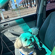 Poochie is registered to the contest to win money with this photo: blue_harness, car_interior, circle_k, dashboard, dog, door_handle, fluffy_tail, gas_station, leash, passenger_seat, pet, seatbelt, shadow, side_mirror, small_dog, street, sunlight, urban, vehicle, window