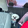 Poochie is registered to the contest to win money with this photo: animal, back_seat, car_interior, daytime, dog, happy, harness, headrest, leash, pet, road, seat, small_dog, sunlight, tongue_out, transportation, trees, vehicle, white_dog, window