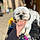 Poochie