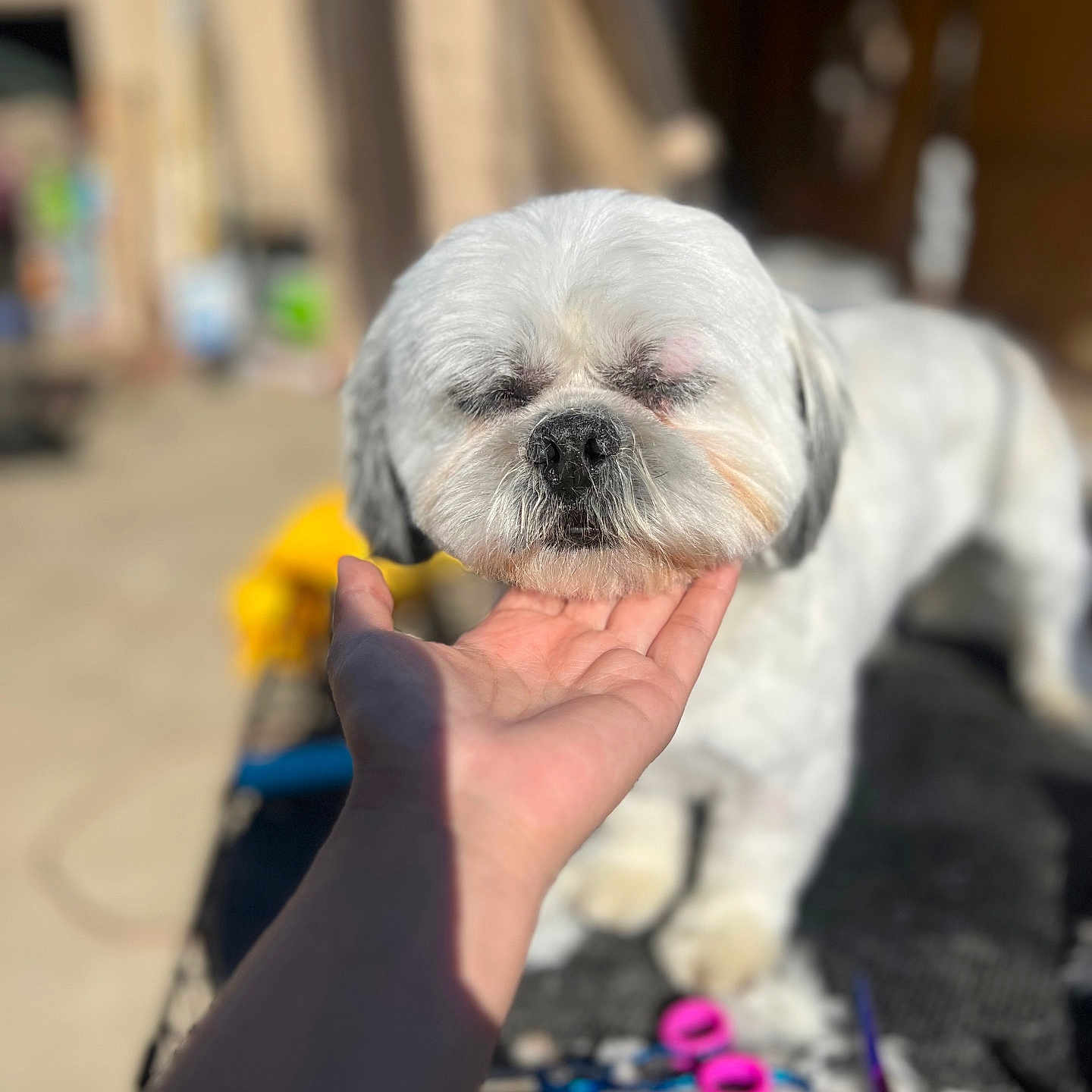 Poochie
