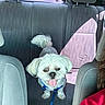 backseat, blue_harness, car_interior, dog, fabric_seat, happy_dog, human_partial, leash, parking_lot, pet, red_shirt, road, seatbelt, shadow, small_dog, sunlight, tongue_out, vehicle, white_dog, window