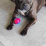 dog, pet, indoor, floor, tile, ball, toy, brown_dog, canine, animal, paw, looking, playful, companion, pet_toy, relaxed, alert, closeup, domestic_animal, mammal