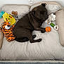 dog, pet_bed, toy, plush_toy, orange_ball, stuffed_tiger, stuffed_pineapple, floor, tile_floor, white_wall, cozy, relaxed, indoor, animal, canine, resting, playful, paw, brown_dog, cushion