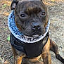 dog, brindle, canine, pet, outdoor, nature, ground, pine_needles, dirt, harness, neck_warmer, fur, sitting, animal, close_up, muzzle, ears, eyes, calm, expression