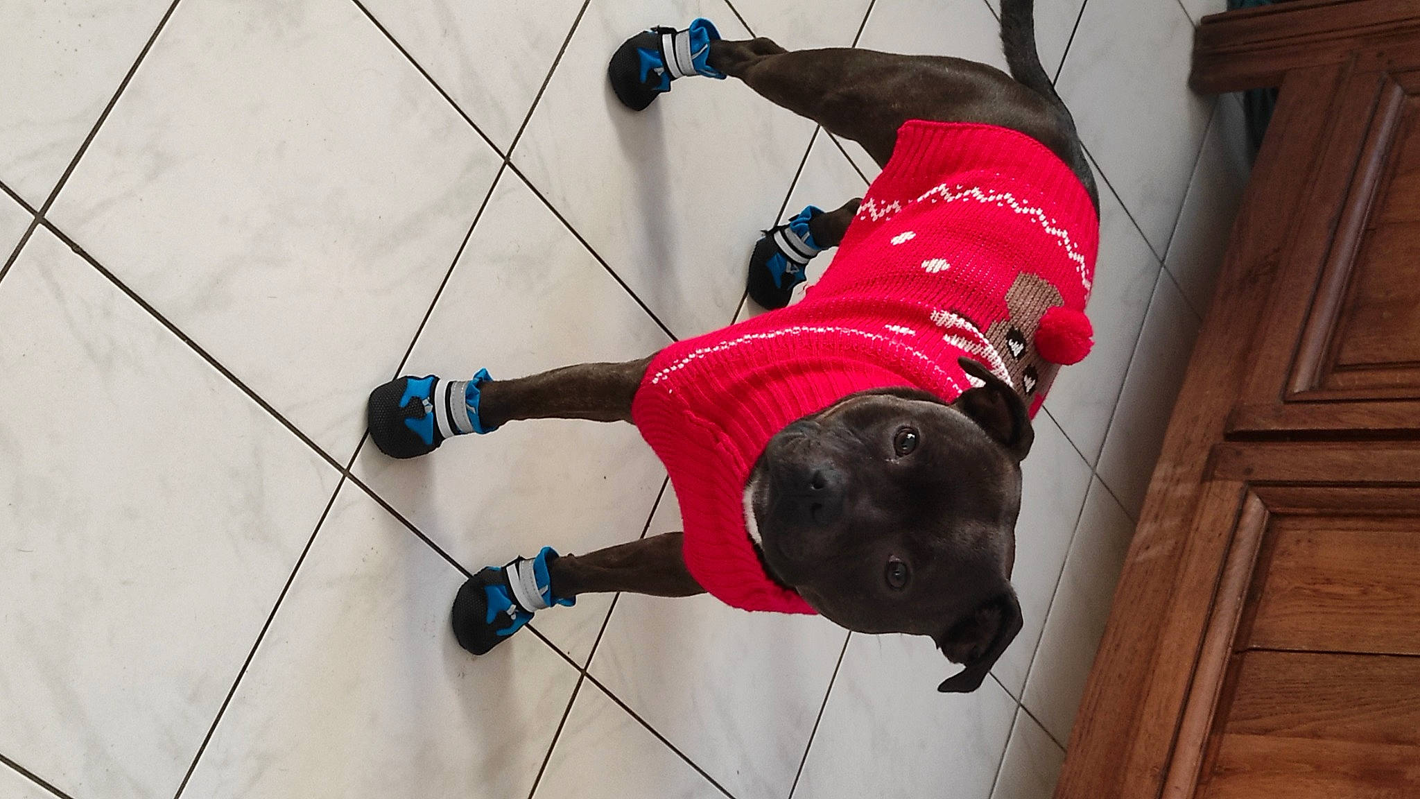 Louna a rejoint le concours — aidez-le/la à gagner de superbes lots ! adventure, balance, carmine, cleanliness, climbing, climbing_harness, electric_blue, event, individual_sports, knee, outdoor_shoe, recreation, rock_climbing_equipment, rope, rope_rhythmic_gymnastics, sport_climbing, sports, sportswear, walking_shoe, wire