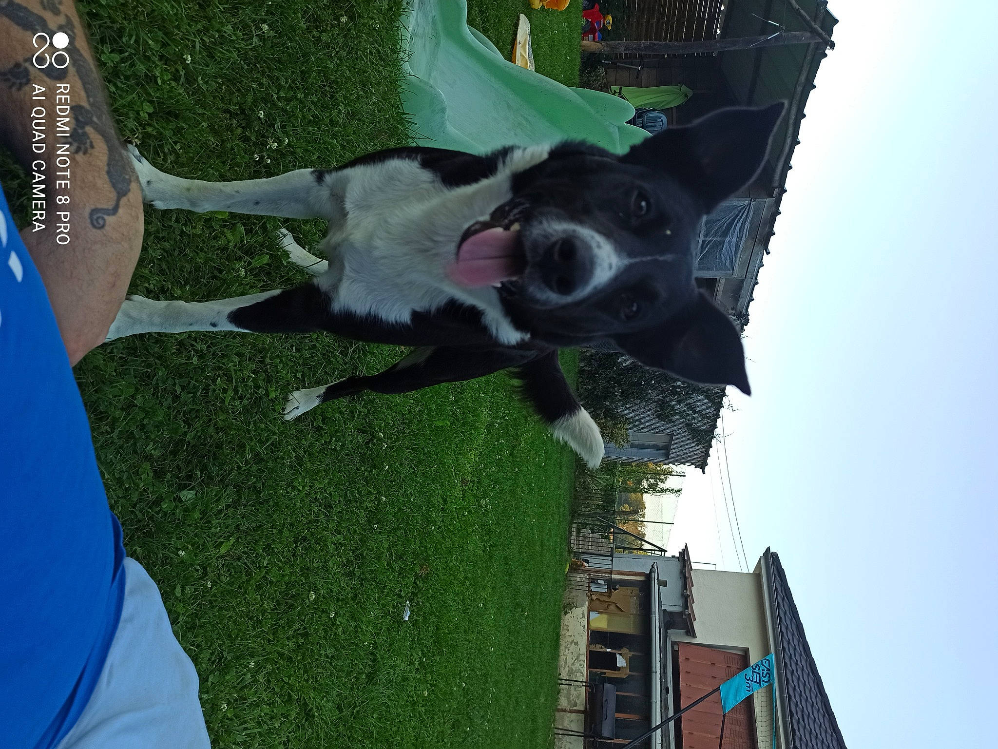 Milo participe au concours pour gagner de l'argent avec cette photo : art, building, canidae, dog_breed, grass, green, plant, sculpture, sky, sporting_group, statue, working_animal