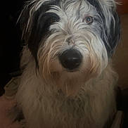 Spencer is registered to the contest to win money with this photo: dog, fluffy, curly_fur, black_and_white, pet, indoors, portrait, animal, closeup, cute, messy_fur, domestic_animal, face, looking_at_camera, furry, companion, canine, whiskers, nose, friend