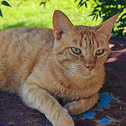 Pooxie participe au concours pour gagner de l'argent avec cette photo : cat, ginger_cat, tabby, animal, pet, feline, outdoor, nature, relaxed, resting, greenery, fur, whiskers, closeup, portrait, sunlight, rust, texture, leaf, serene